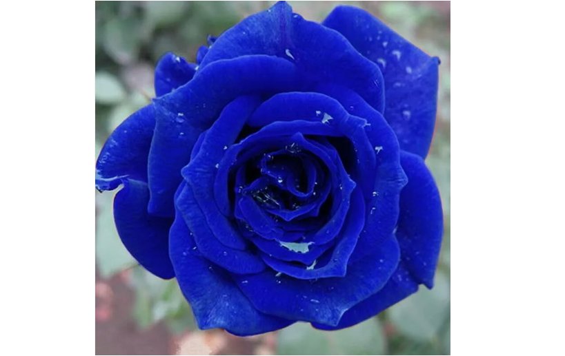 Navy Blue Rose hybrid tea flower Bush exotic plant 20 SEEDS