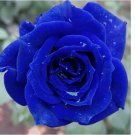 Navy Blue Rose hybrid tea flower Bush exotic plant 20 SEEDS