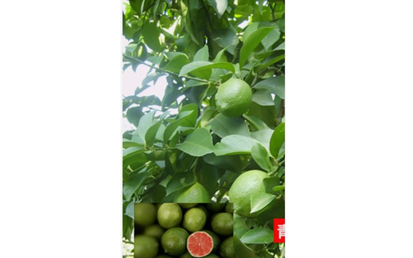 GREEN/RED CENTER LIME citrus bush garden plant tree 20 SEEDS