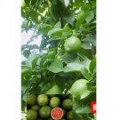 GREEN/RED CENTER LIME citrus bush garden plant tree 20 SEEDS