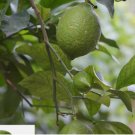 GREEN LIME citrus bush garden plant tree 20 SEEDS