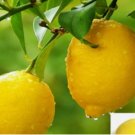 YELLOW LEMON citrus bush garden plant tree germination 20 SEEDS