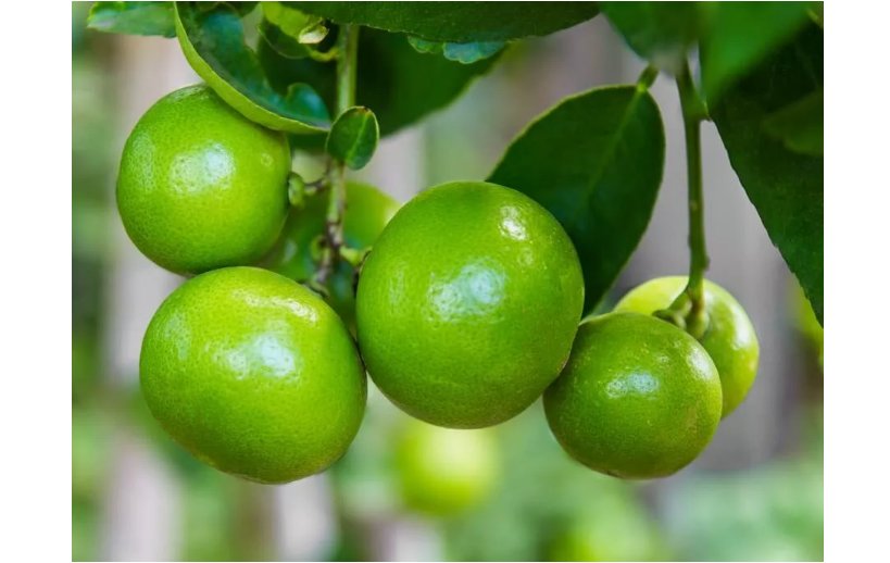 20 SEEDS Lia's Lime Tree Seeds