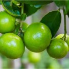 20 SEEDS Lia's Lime Tree Seeds