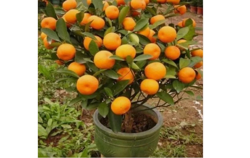 Mandarin Orange Tree Seeds 20 SEEDS
