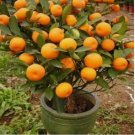 Mandarin Orange Tree Seeds 20 SEEDS