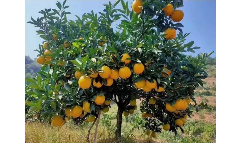 Sweet Orange Tree 23 SEEDS