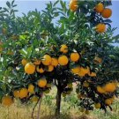 Sweet Orange Tree 23 SEEDS