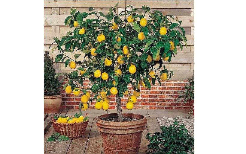Perfume Lemon Seeds - Grow Your Own Delicious Fruit 30 pcs