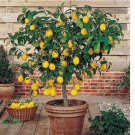 Perfume Lemon Seeds - Grow Your Own Delicious Fruit 30 pcs