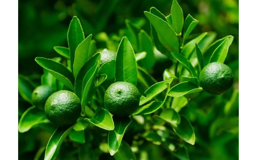 30 SEEDS Dwarf Lime Tree Seeds for Planting