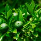 30 SEEDS Dwarf Lime Tree Seeds for Planting