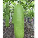Calabash Bottle Gourd Seeds 15pcs