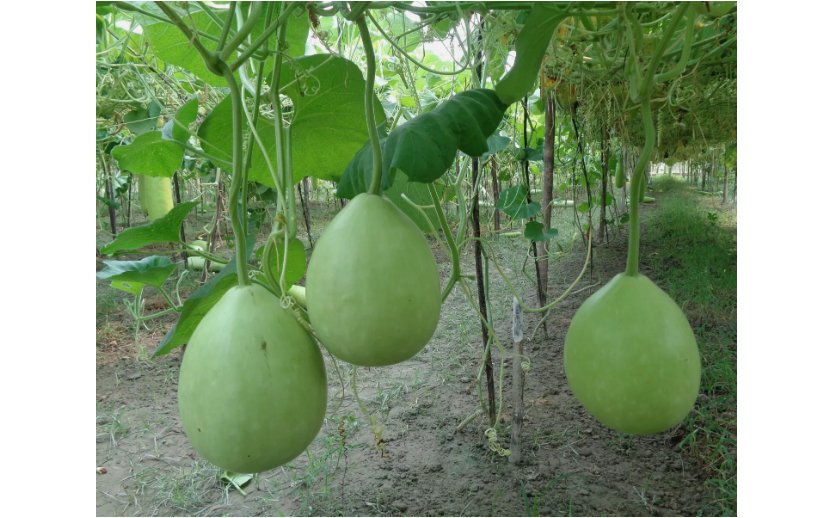 6 SEEDS Bottle Gourd Seeds