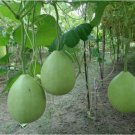 6 SEEDS Bottle Gourd Seeds