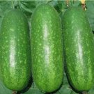Organic Hairy skin gourd seeds 20+SEEDS