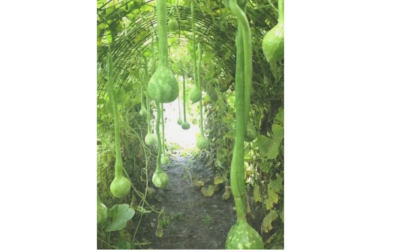 10 SEEDS Dipper Gourd