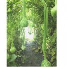 10 SEEDS Dipper Gourd