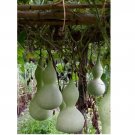 Bottle Gourd seeds Birdhouse Craft Calabash Asian Buddha Squash 10 SEEDS