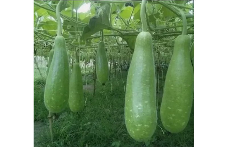 5 SEEDS Big Bottle Gourd seeds