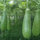 5 SEEDS Big Bottle Gourd seeds
