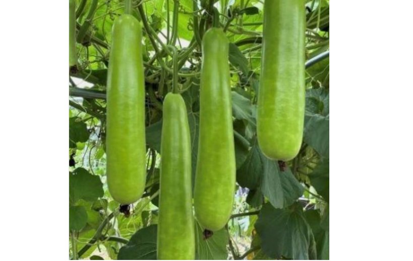 Long Bottle Gourd Seeds - Non-GMO 35pcs