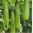 Long Bottle Gourd Seeds - Non-GMO 35pcs