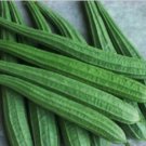10 SEEDS Ridged gourd