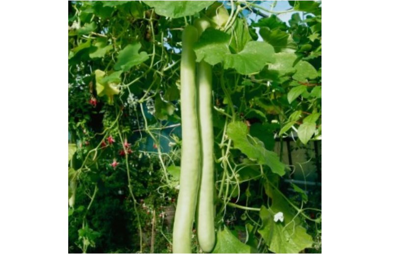 Snake Gourd Seeds 5pcs