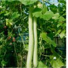 Snake Gourd Seeds 5pcs
