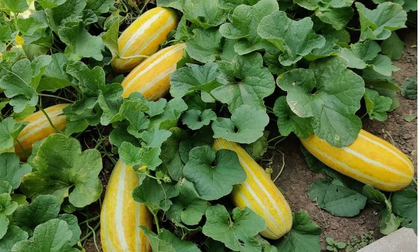 fragrant Musk Melon Seeds 40pcs