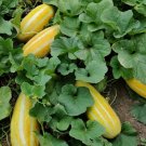 fragrant Musk Melon Seeds 40pcs