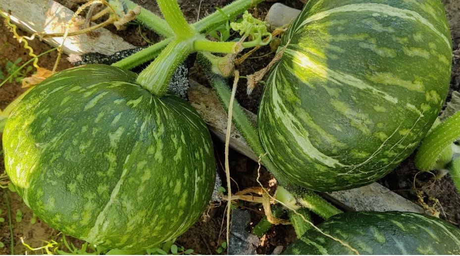 kabocha squash seeds ( wax pumpkin) 15pcs