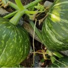 kabocha squash seeds ( wax pumpkin) 15pcs