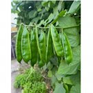 8 dhesi shim SEEDS Country Bean Bari - 1 Bangladeshi Flat Bean