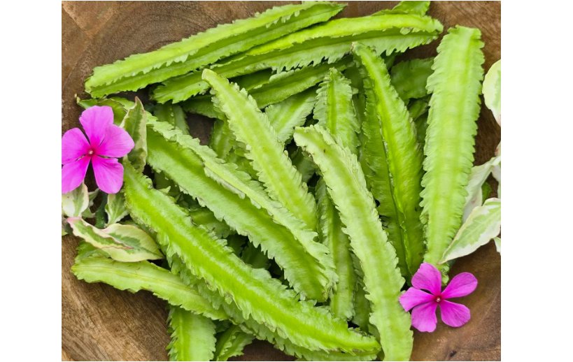 25pcs Winged Bean seeds