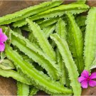 25pcs Winged Bean seeds