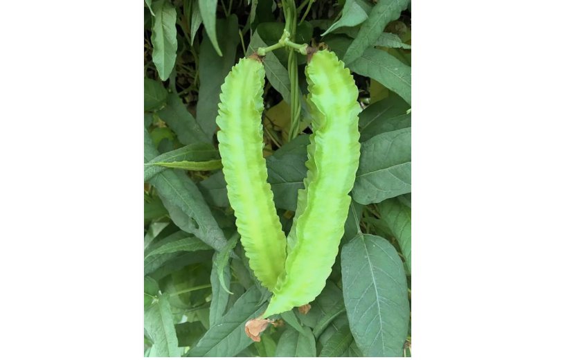 25+SEEDS Winged Bean Seeds