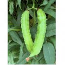 25+SEEDS Winged Bean Seeds