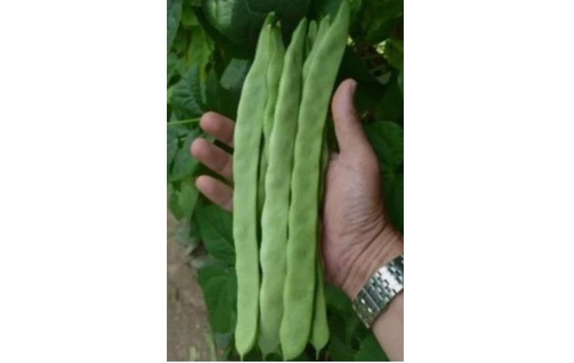 25 SEEDS Qing Bian Romano Bean Seeds