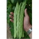 25 SEEDS Qing Bian Romano Bean Seeds