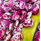 25 SEEDS Christmas Pole Lima Bean Seeds