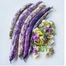 25 SEEDS Dragon Tongue Bean Seeds