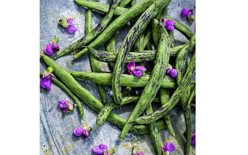25 SEEDS Rattlesnake Pole Bean Seeds
