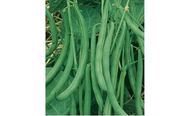 Fresh Blue Lake Pole Bean Heirloom Seeds 100pcs