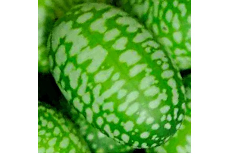 CUCAMELON 25 SEEDS MOUSE MELON VEGETABLE SUPERIOR CUCUMBER HEAT DROUGHT NON-GMO
