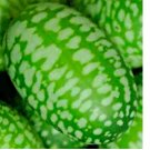 CUCAMELON 25 SEEDS MOUSE MELON VEGETABLE SUPERIOR CUCUMBER HEAT DROUGHT NON-GMO CUCAMELON 25 SEEDS MOUSE MELON VEGETABLE SUPERIOR CUCUMBER HEAT DROUGHT NON-GMO