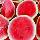 UGAR BABY WATERMELON 100 SEEDS SUPER SWEET FRUIT HEIRLOOM NON-GMO