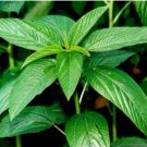 Bangladeshi sweet Jute seeds 2000pcs