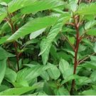 Molokhia, Egyptian spinach Saluyot, Jute seeds 400pcs